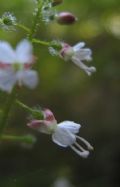 Circaea lutetiana